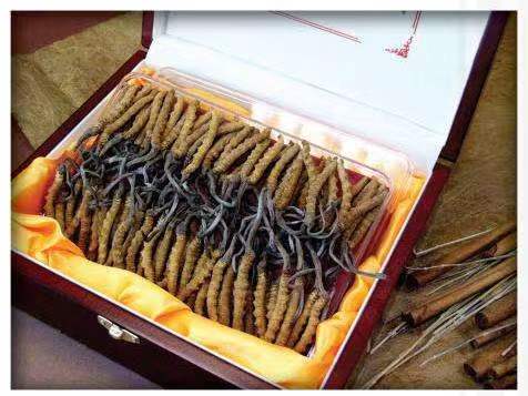 抚松冬虫夏草回收